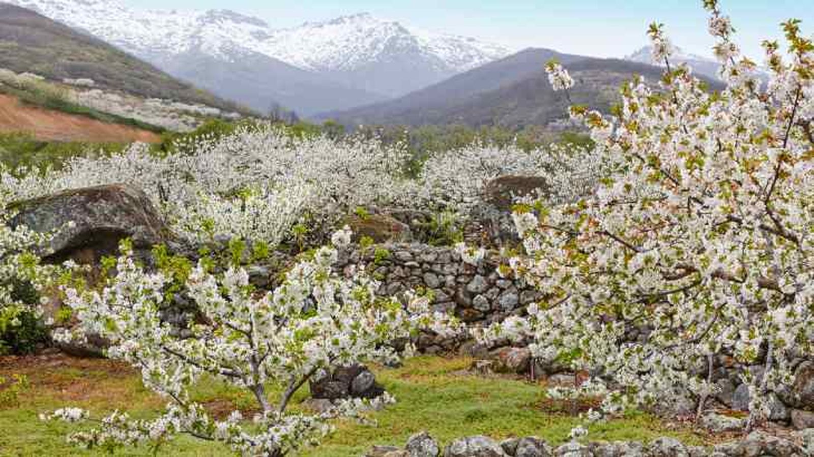 jerte floracion