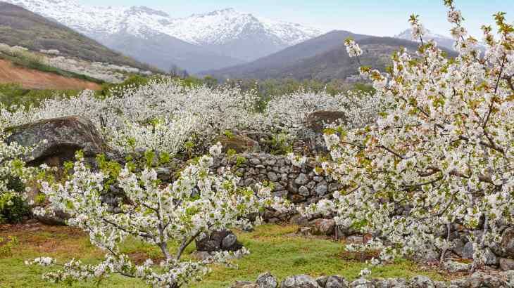 jerte floracion