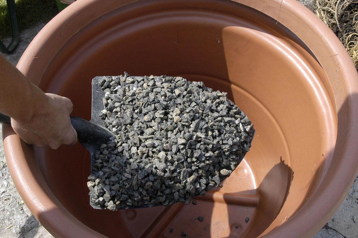 Trasplante de palmera en maceta paso 2