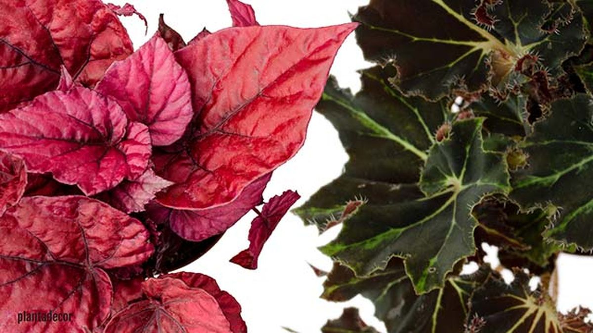 begonia beleaf inca flame begonia rex evy