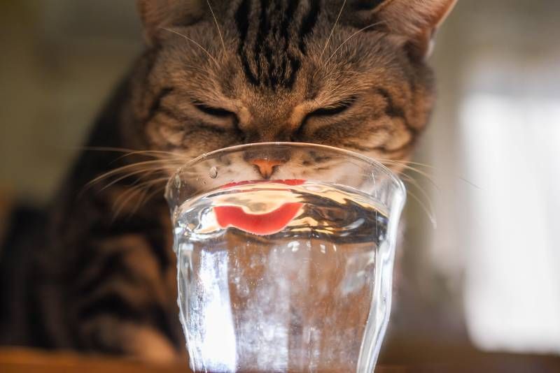 Coloca varios recipientes de agua por toda la casa para que su disponibilidad sea más sencilla.