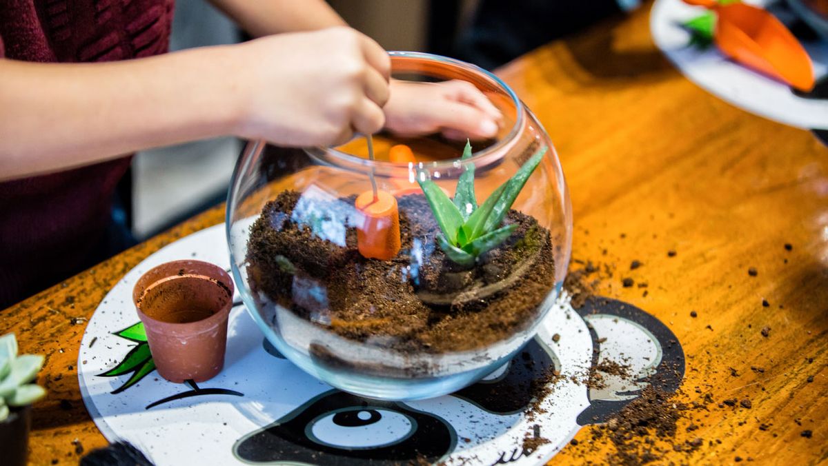 suculenta en terrario