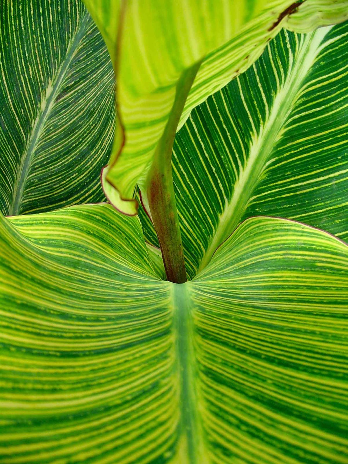 Las cannas indicas 1