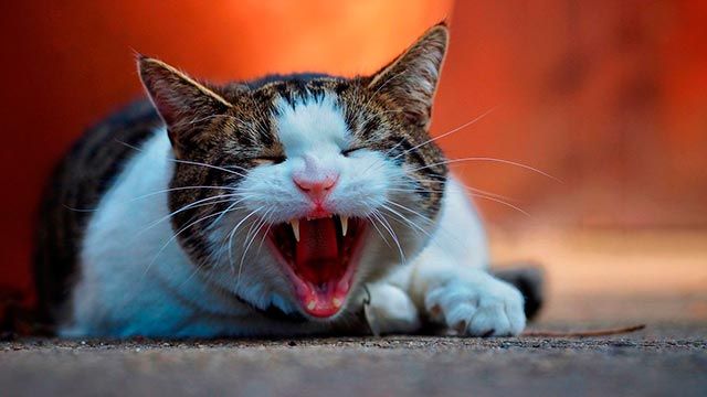 gato celo