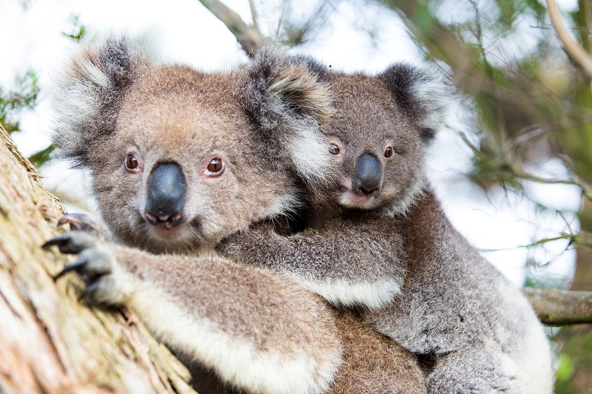 madres reino animal koala
