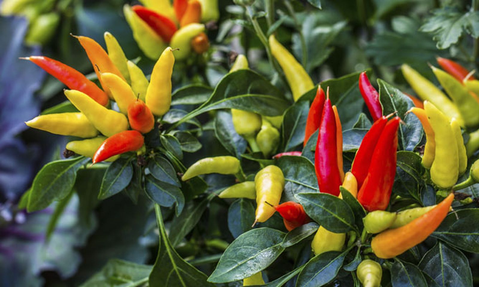 Variedades de chiles