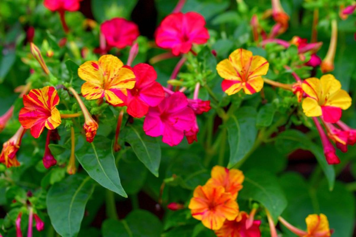 Mirabilis jalapa