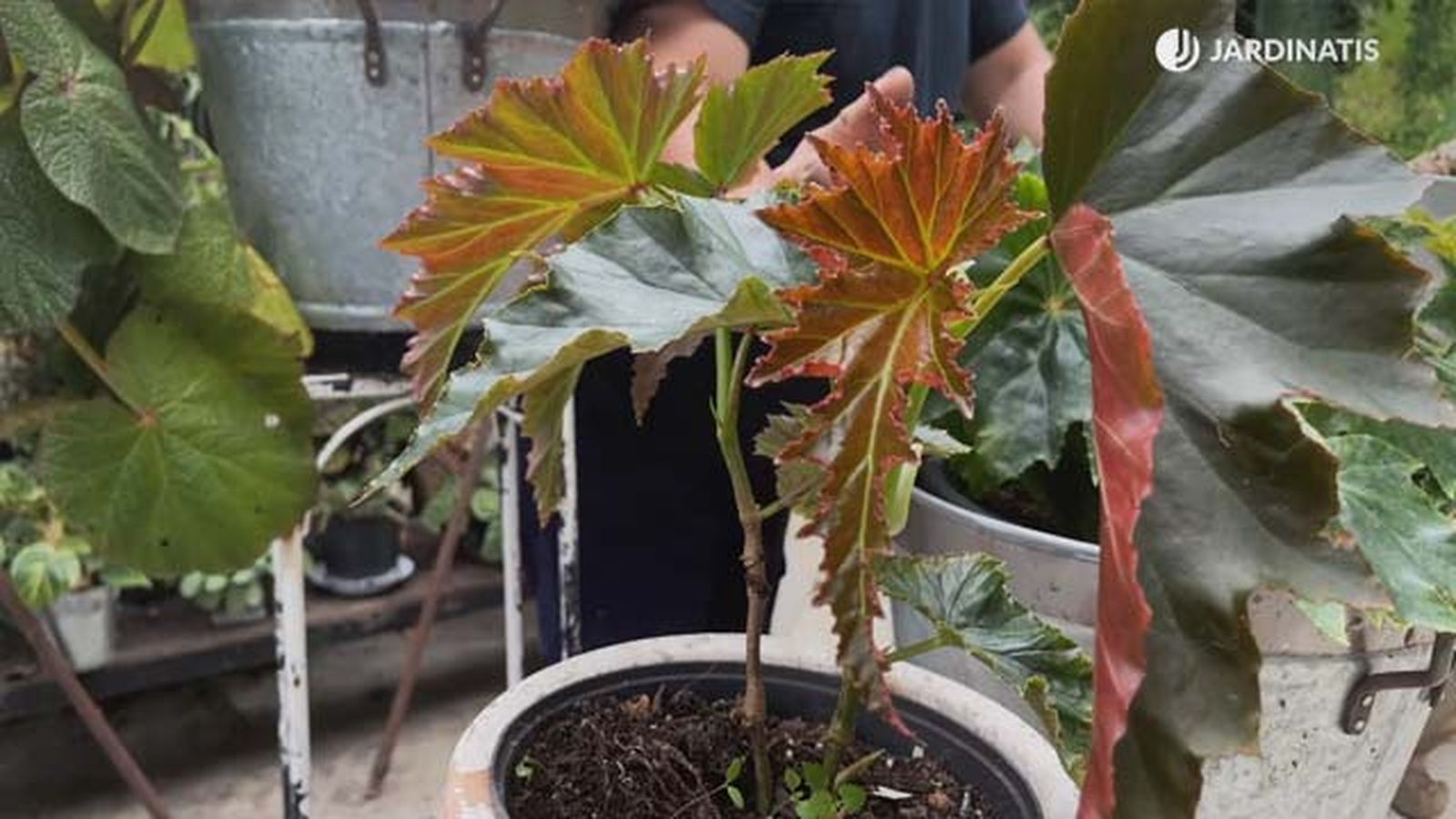 begonia superba irene nuss coleccion de inigo segurola jardinatis