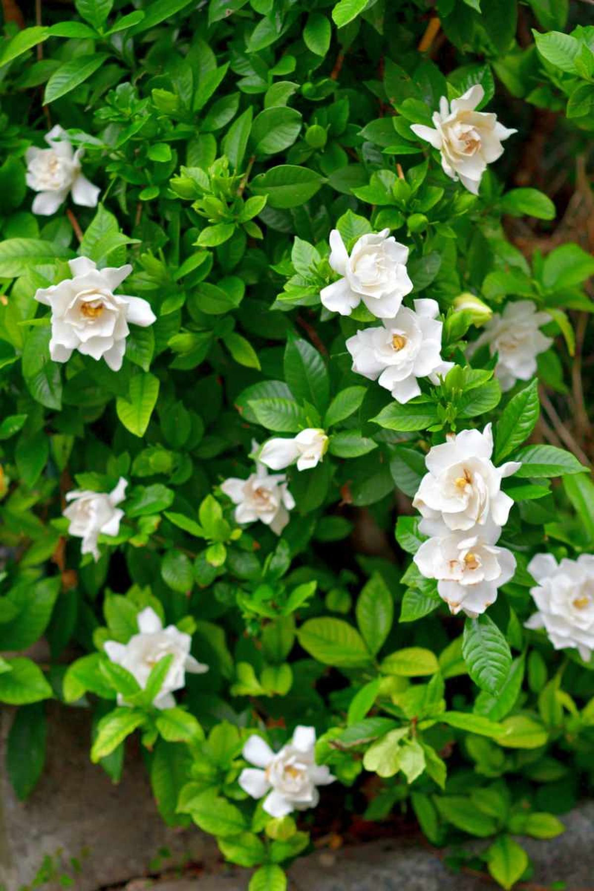 Gardenia jasminoides.