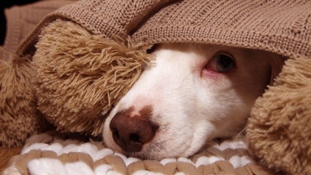 como saber si mi perro tiene fiebre 9