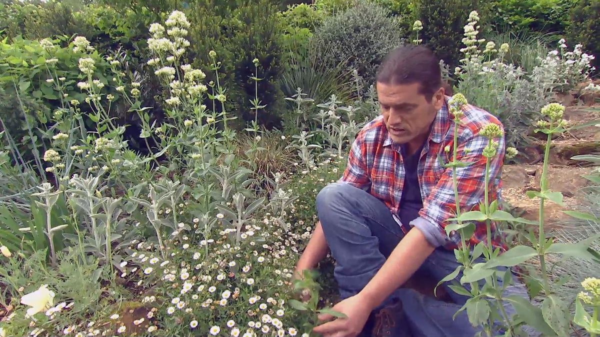 deco 697 jardineria plantas silvestres jardin cuidados