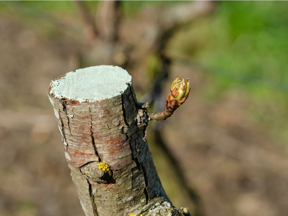 Rama podada de peral.
