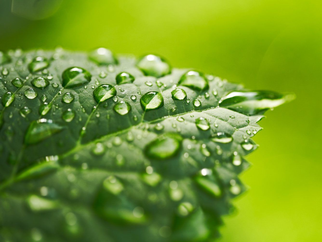 Hoja en detalle.