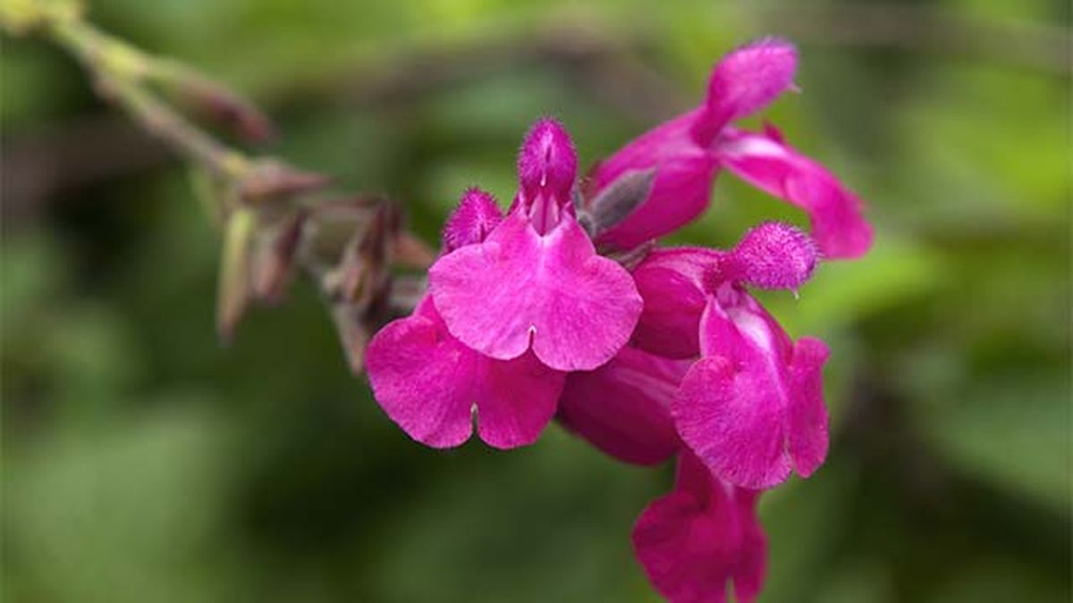 Salvia greggii