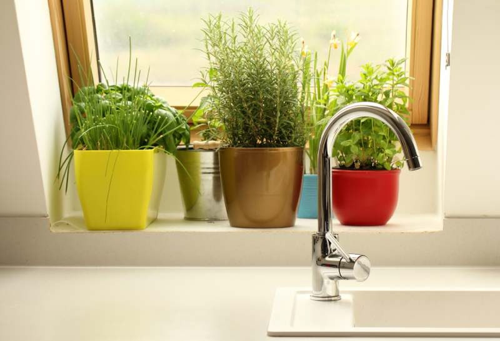 El romero es una planta resistente y aromática ideal para tu ventana