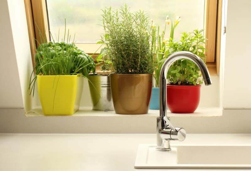 El romero es una planta resistente y aromática ideal para tu ventana