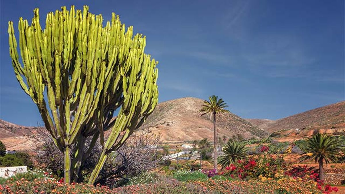 euphorbia ingens arbol candelabro