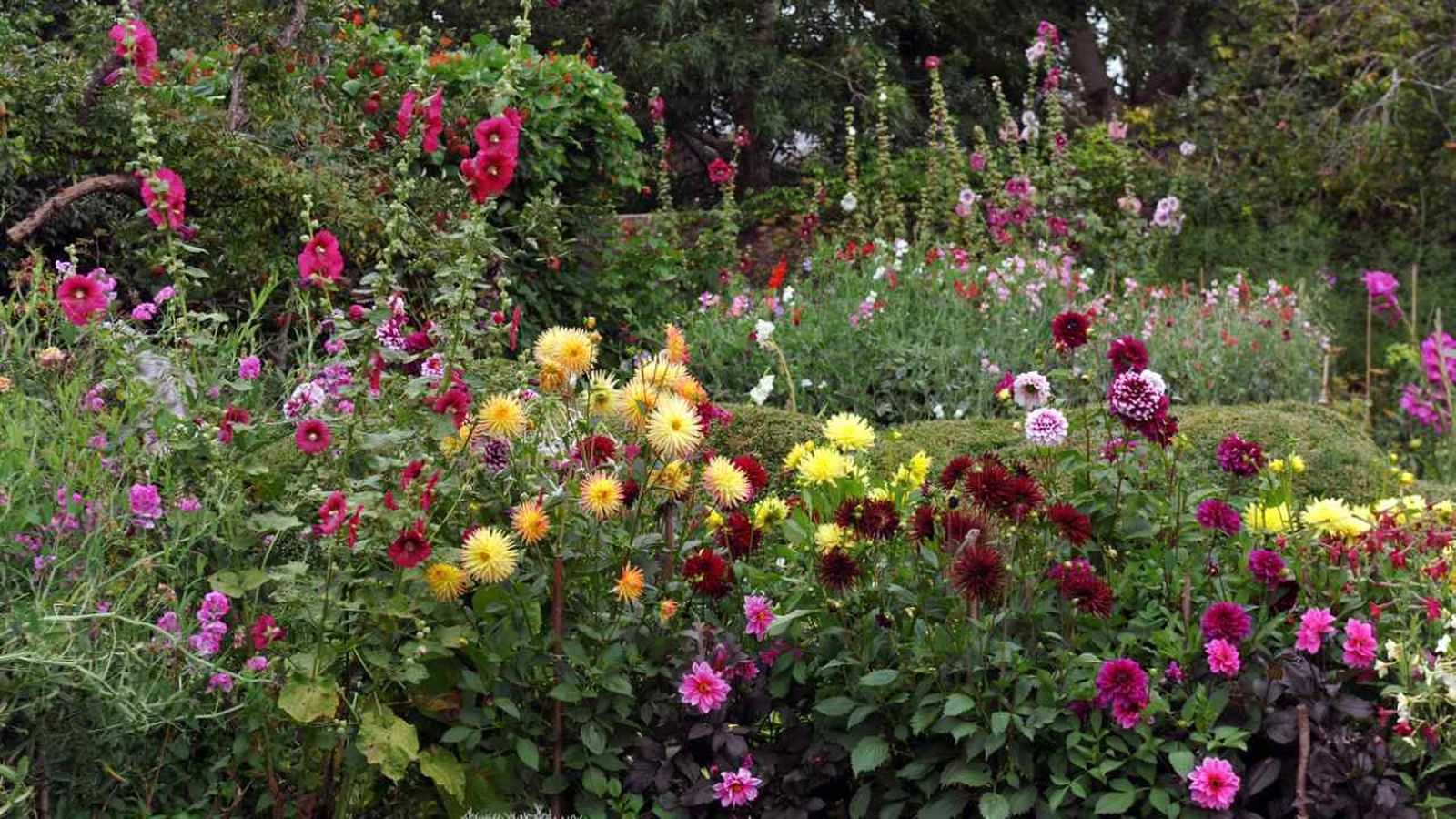 plantas de verano para el jardin