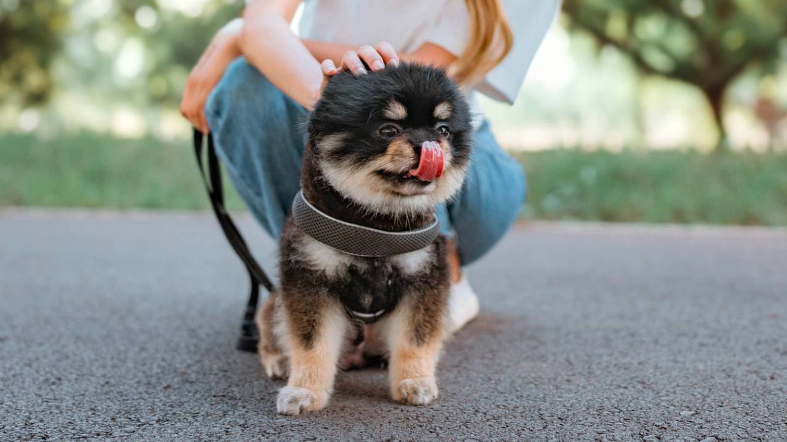 cuidados especificos perros raza pequena