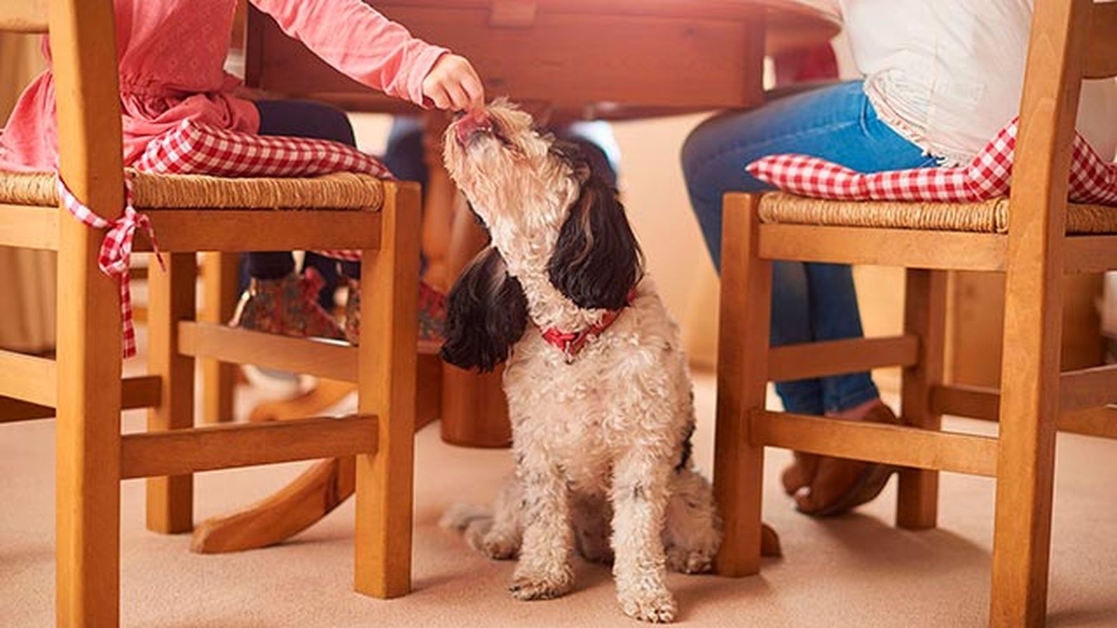 mascotas perros comida navidad