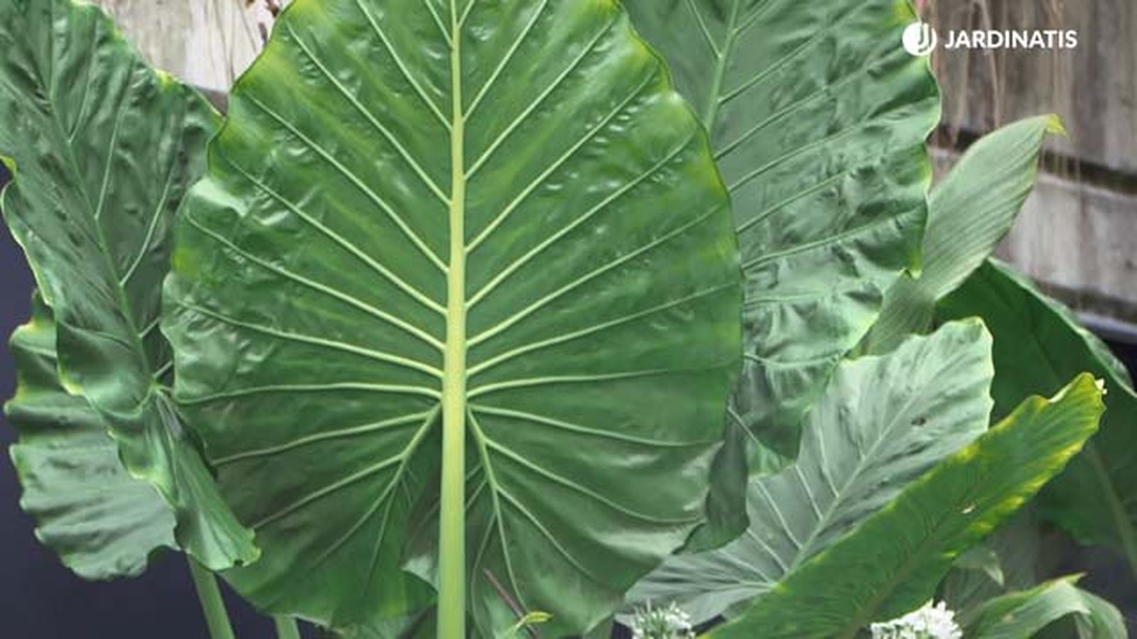 nerviaciones de la alocasia macrorrhiza  marquesa taro de jardin jardinatis