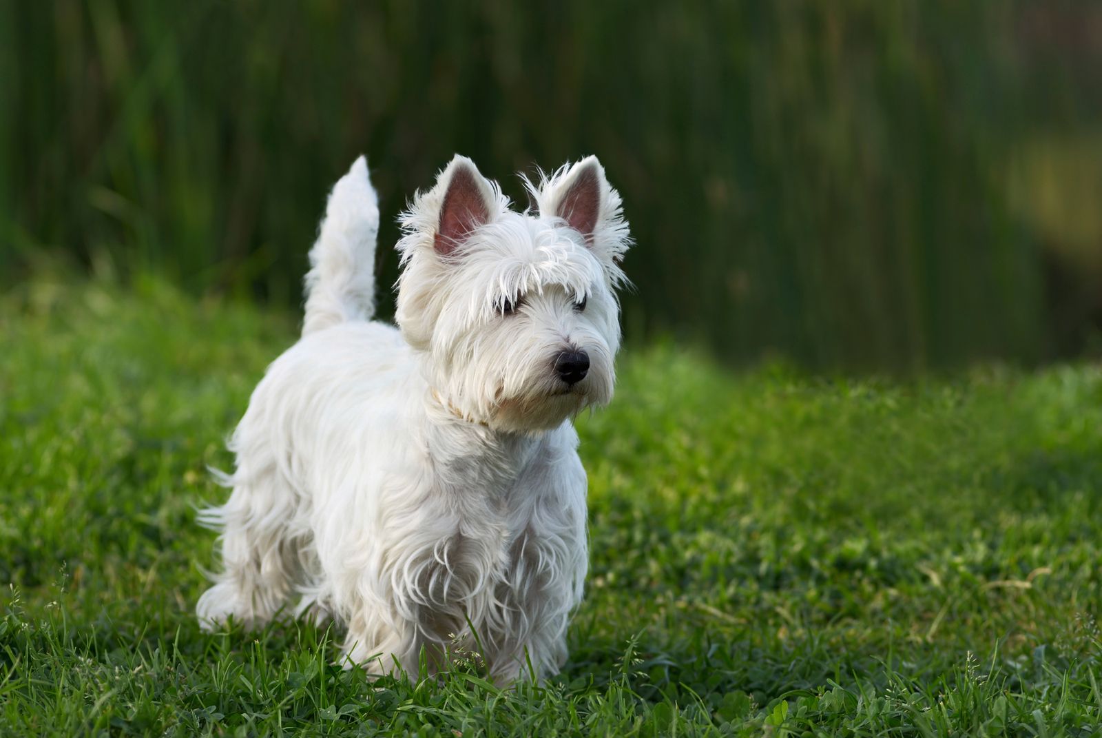 westie xl