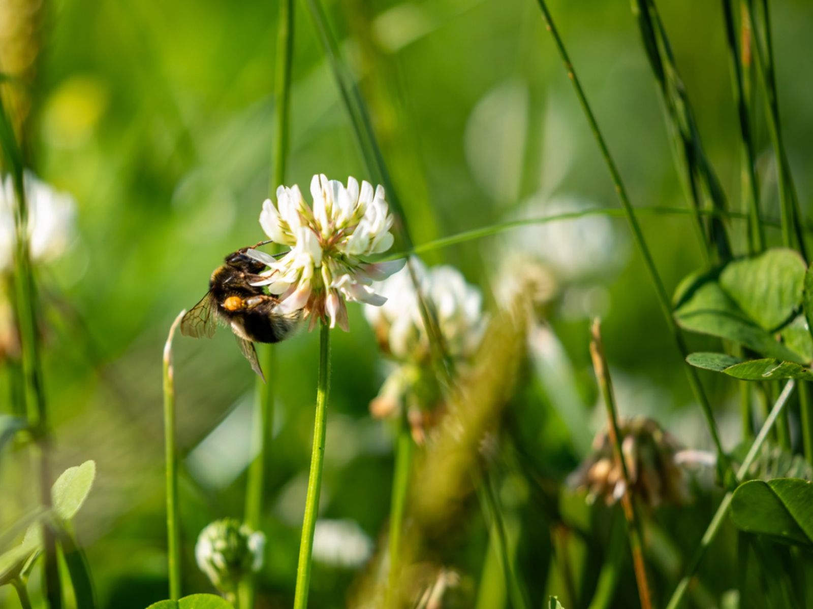 Trifolium repens o trébol blanco.