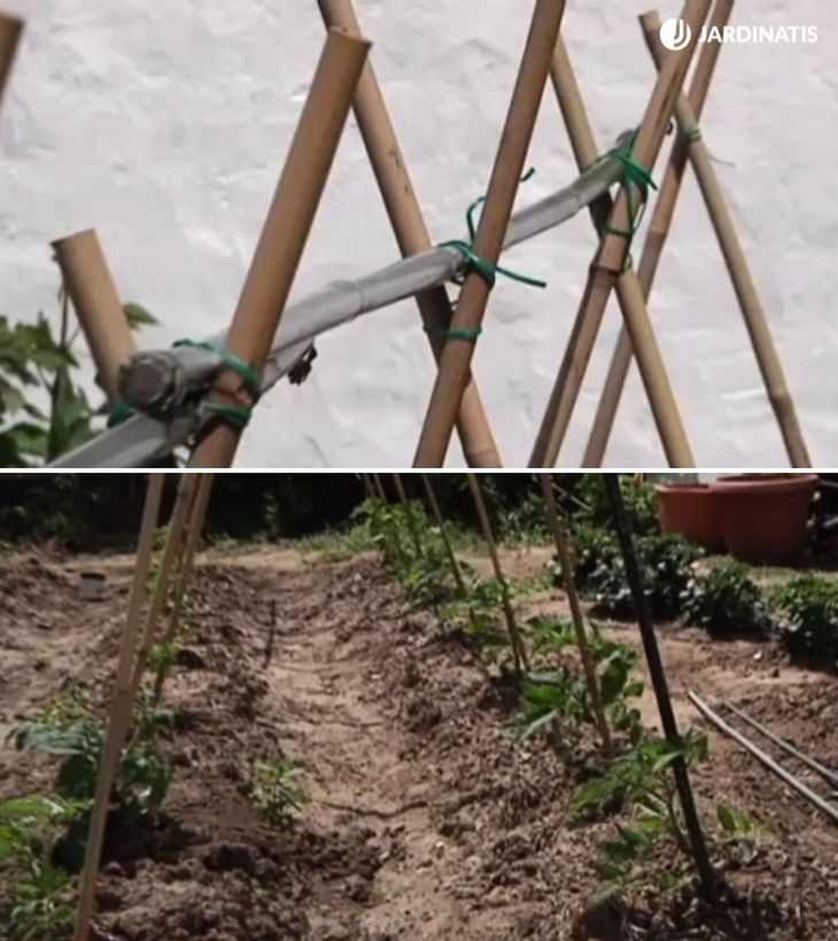 Paso a paso para entutorar tomates cherry en la huerta