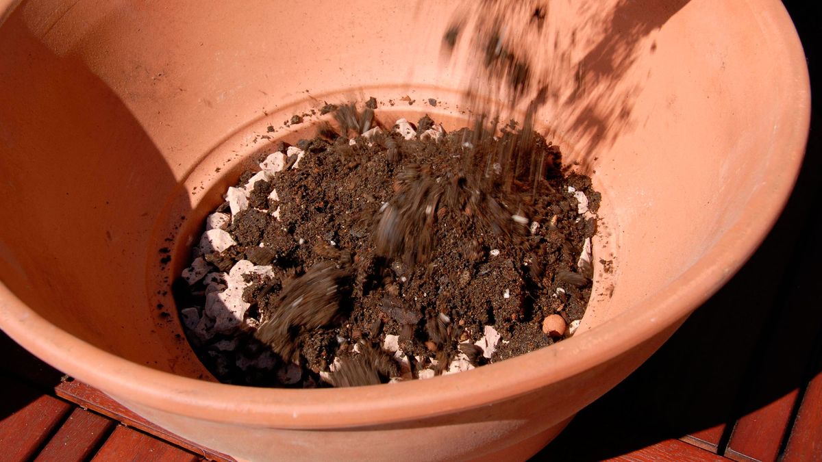 Decogarden 246 composicion plantas crasas macetas 2