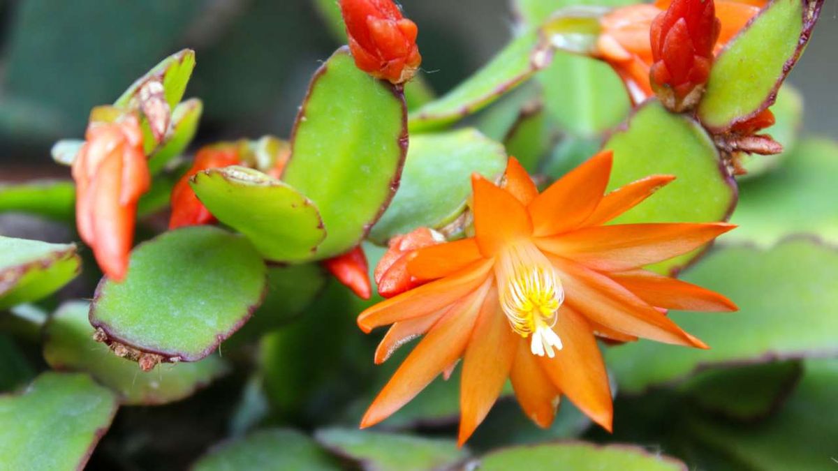 cactus de pascua hatiora gaertneri