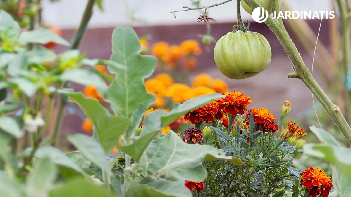 ROJA0016_Plantar tagetes para evitar plagas en los tomates