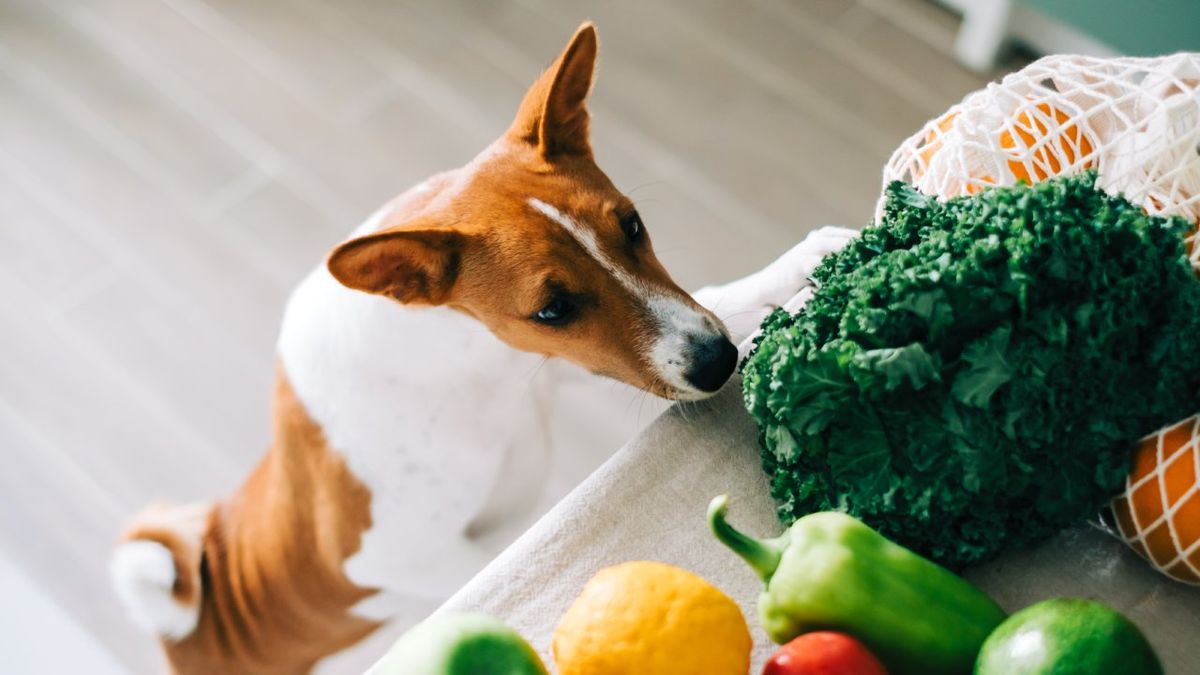 que verduras pueden comer los perros