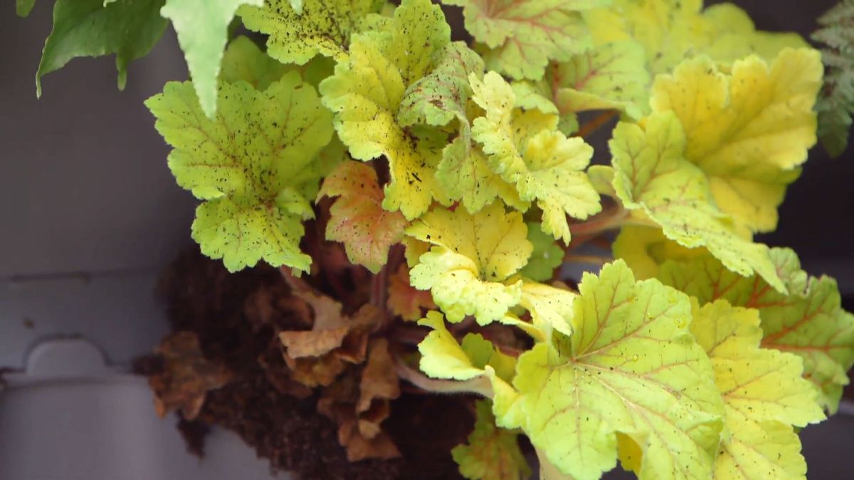 brico 955 3 jardin vertical pared norte plantas hoja amarilla