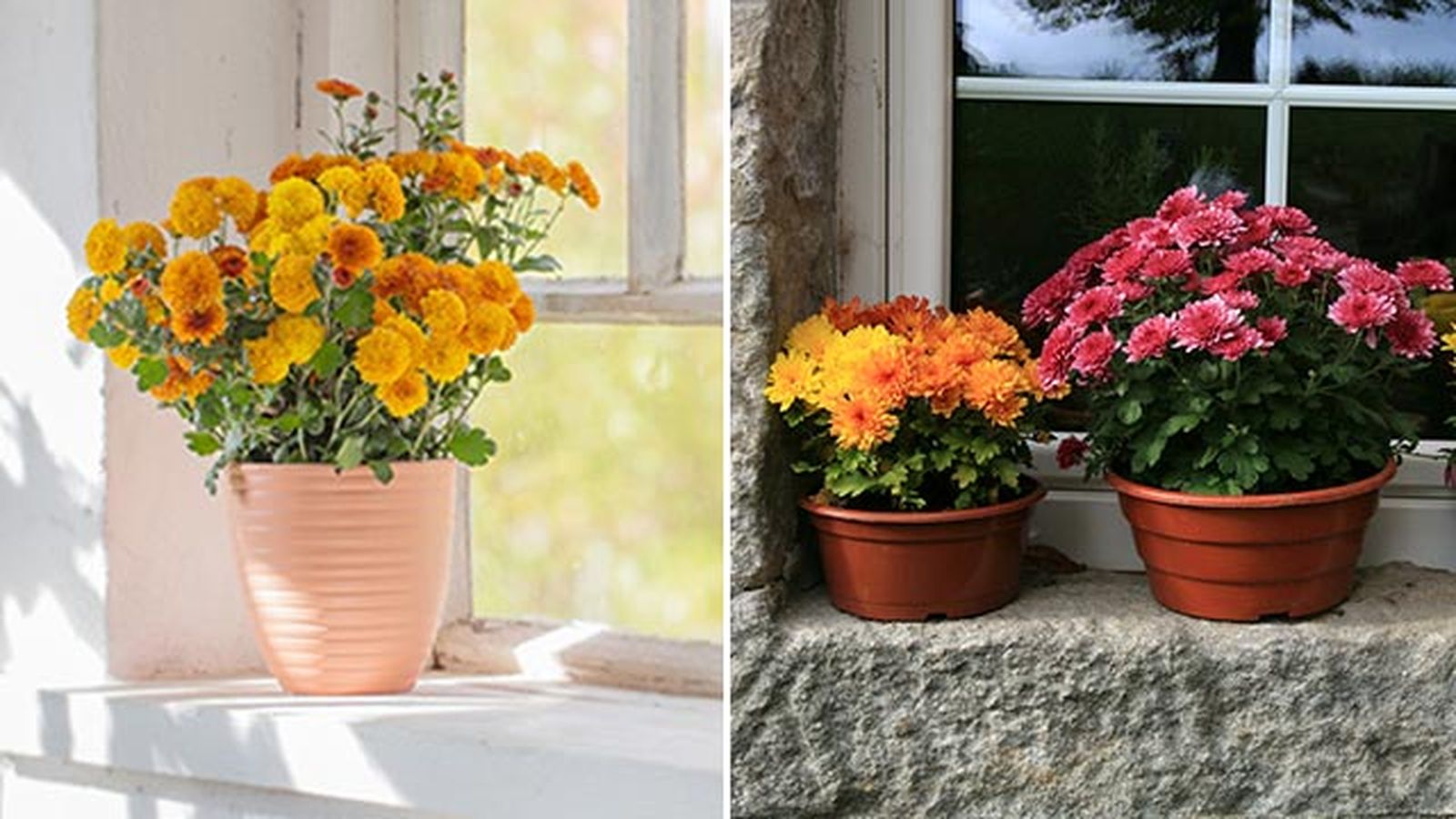 luz que necesitan los crisantemos interior y exterior jardinatis