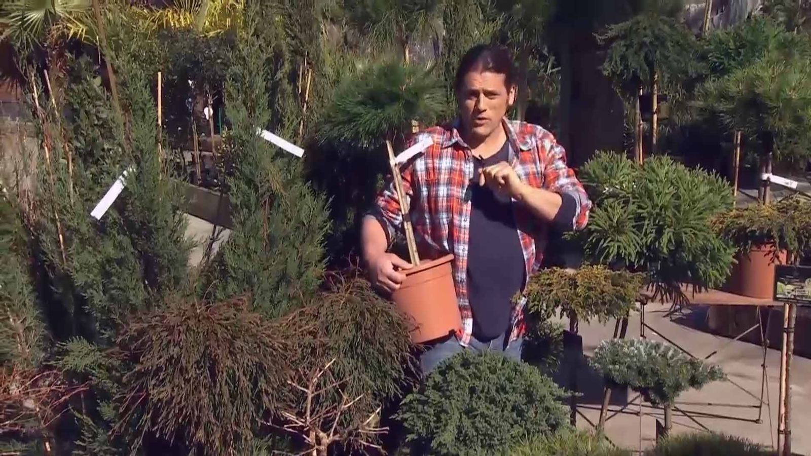 deco 690 jardineria coniferas injertadas xl