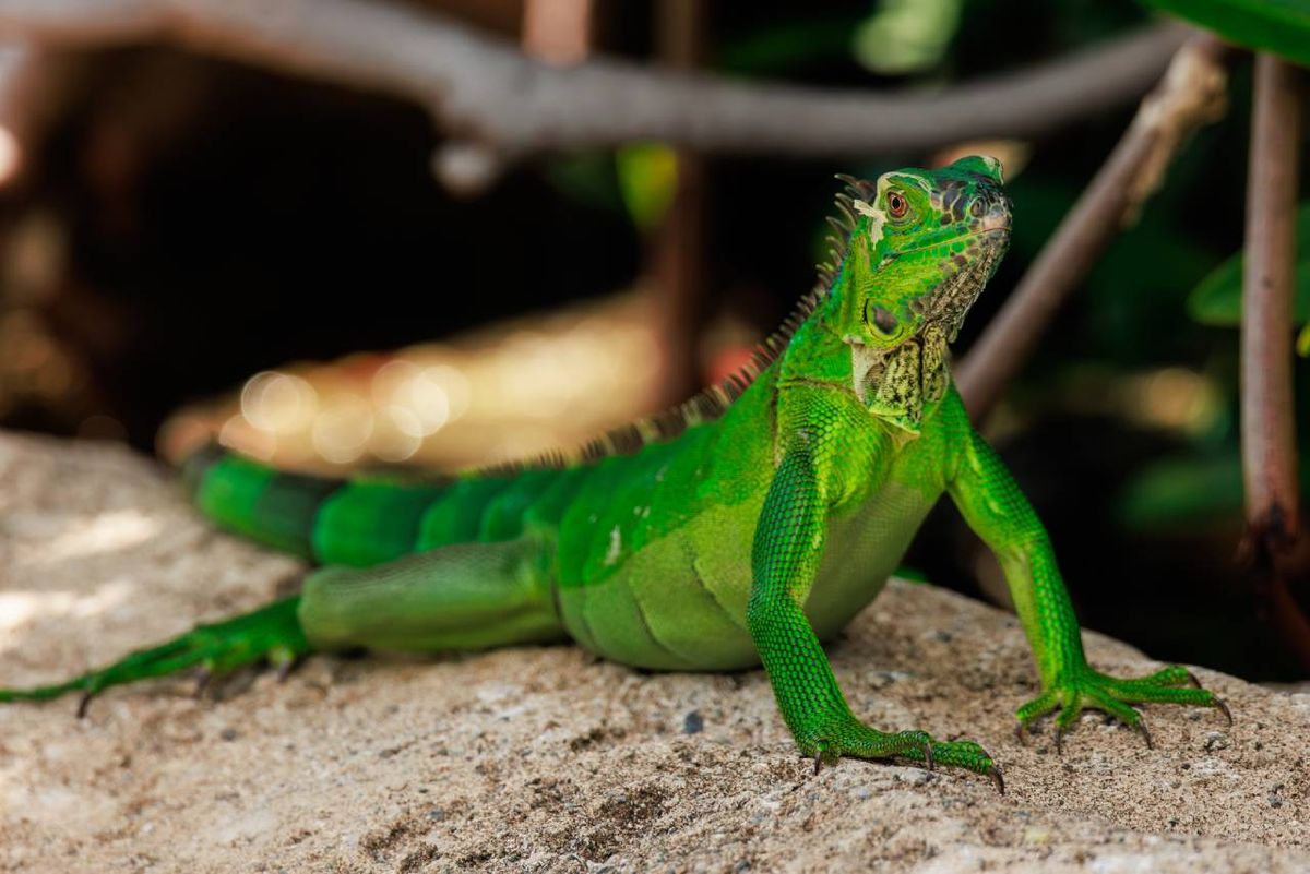 Las iguanas y principalmente la iguana verde, son reptiles herbívoros muy populares.