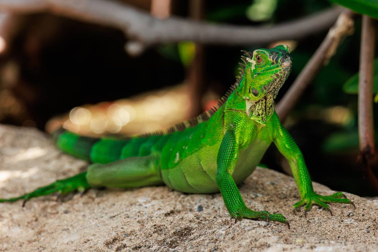 Las iguanas y principalmente la iguana verde, son reptiles herbívoros muy populares.