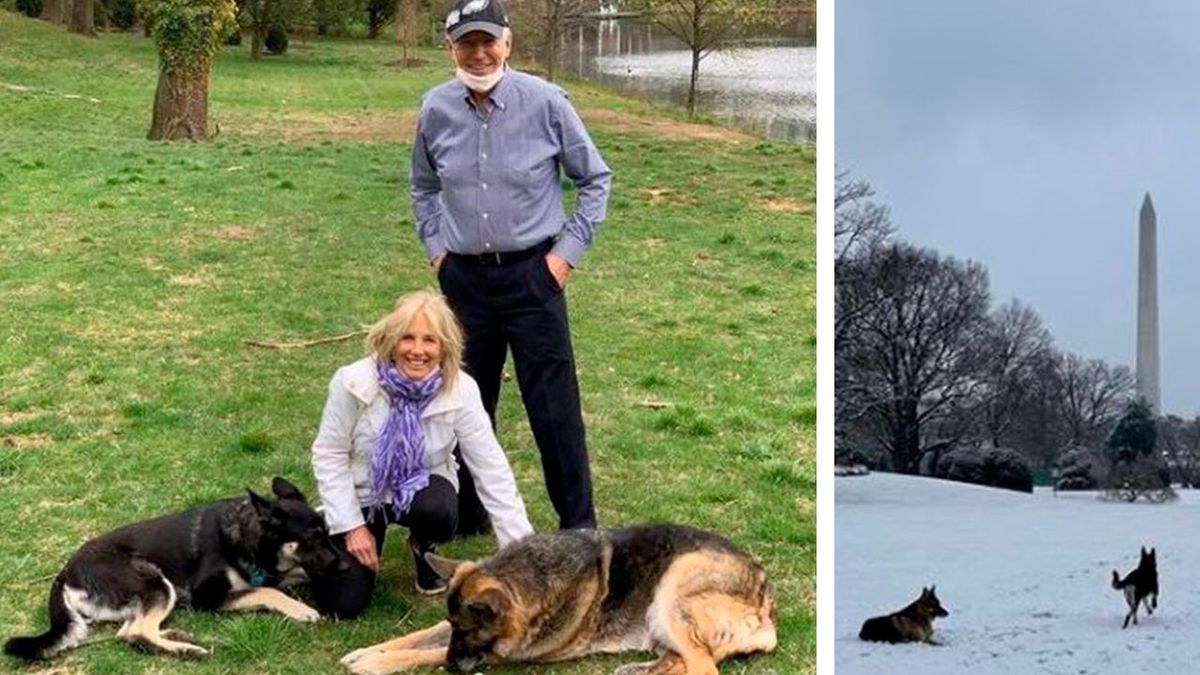 perros presidente biden 5