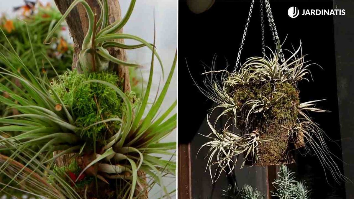 idea colgar claveles del aire 1