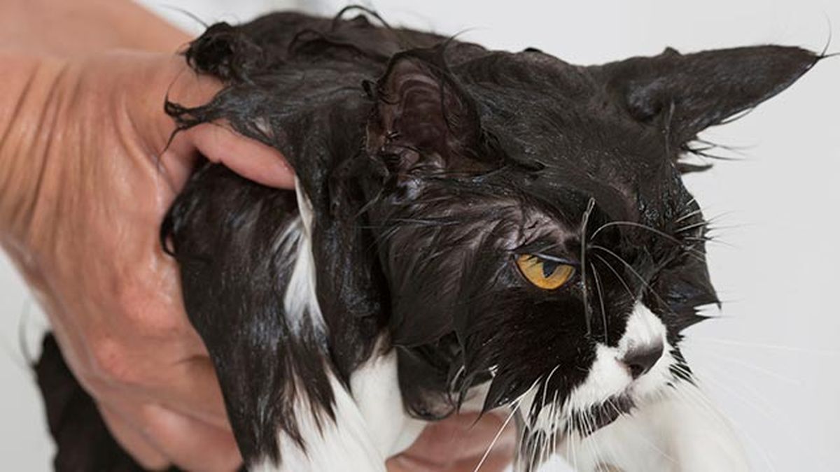 10 fotos de gatos mojados 6