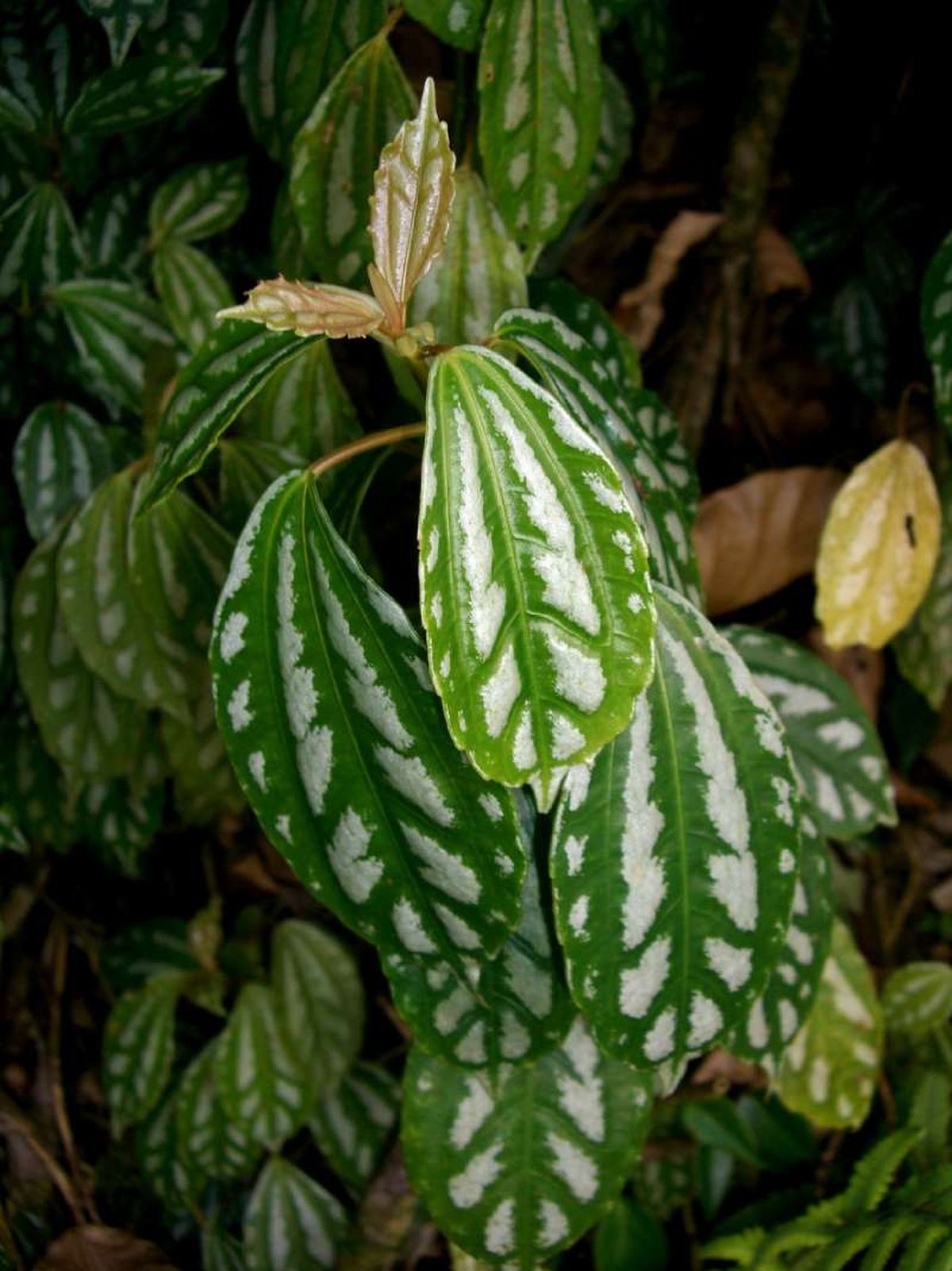 El el ritmo de crecimiento de la Pilea cadierei es moderado