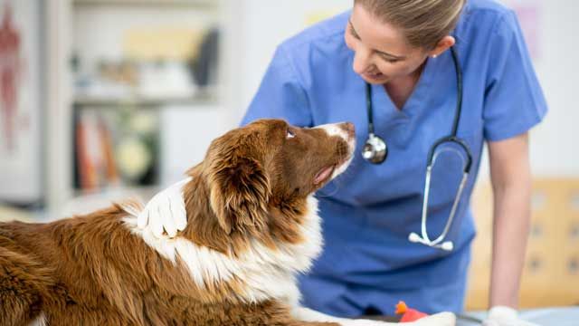 revision veterinaria perra