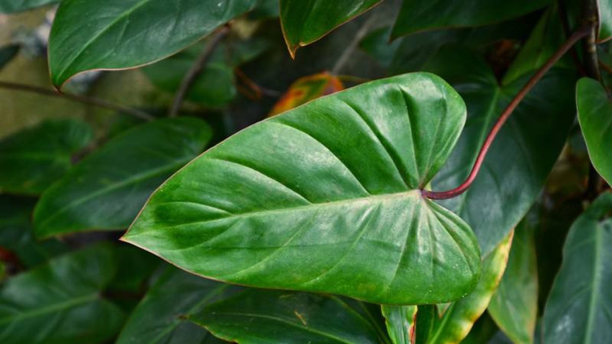 Filodendro Erubescens