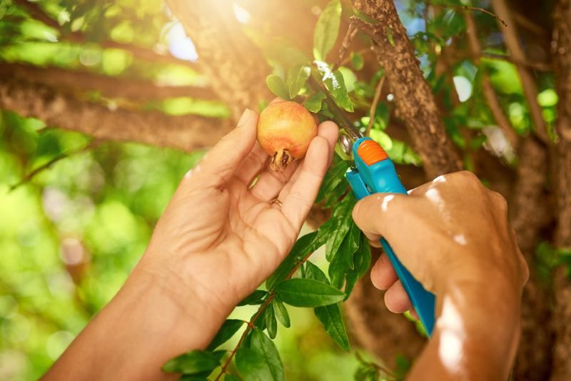 Una poda adecuada del granado es fundamental para mantener la salud del árbol