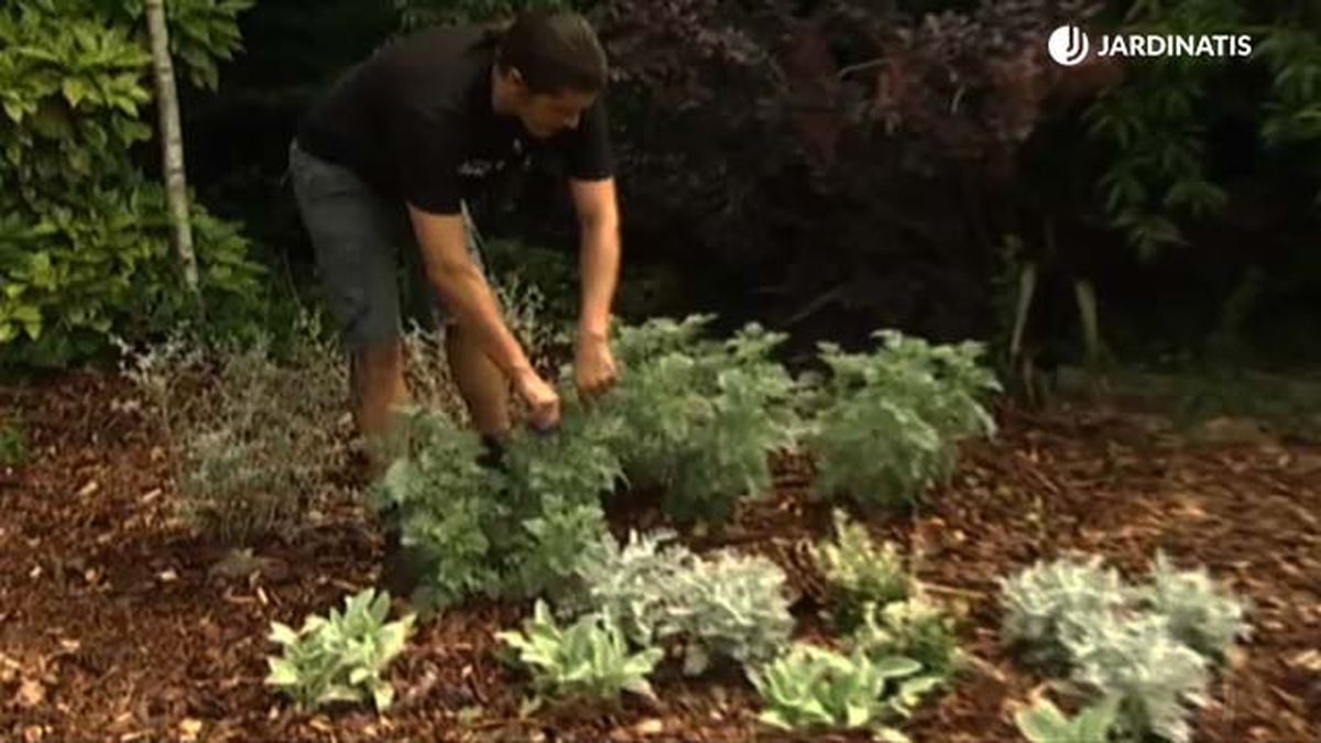 pinzar planta artemisa plantada en el jardin brico 658