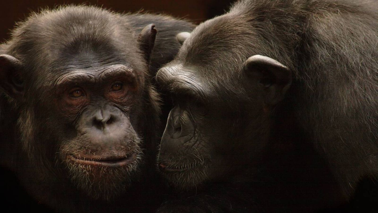 Combinan diferentes sonidos en secuencias con un significado más complejo.