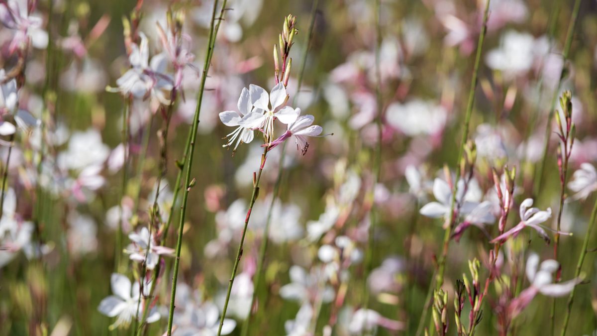 gaura lindheimeri planta
