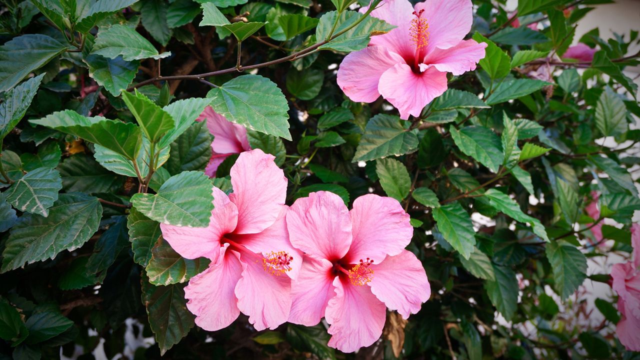hibisco planta caracteristicas cuidados