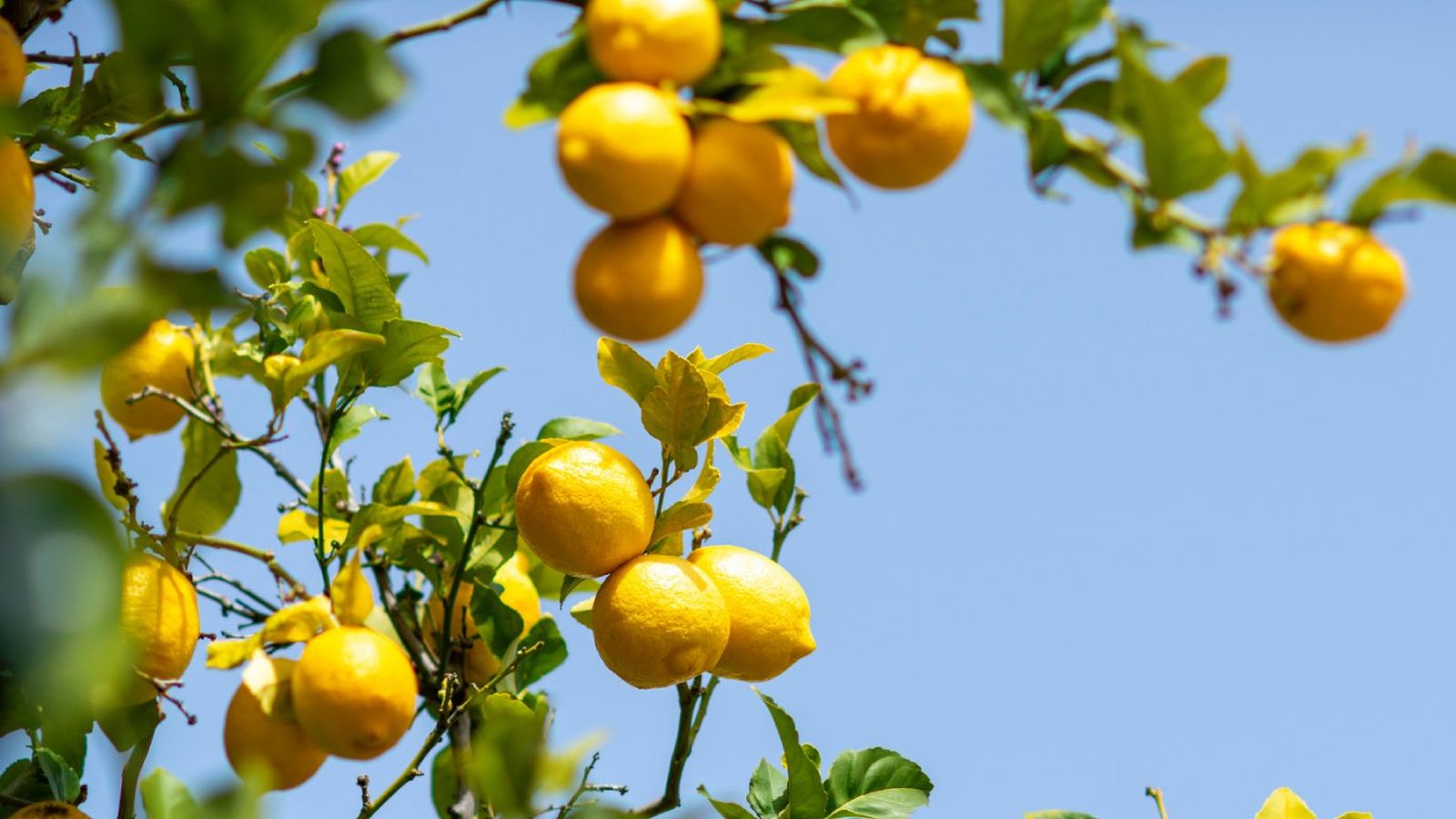 Un limonero con frutos