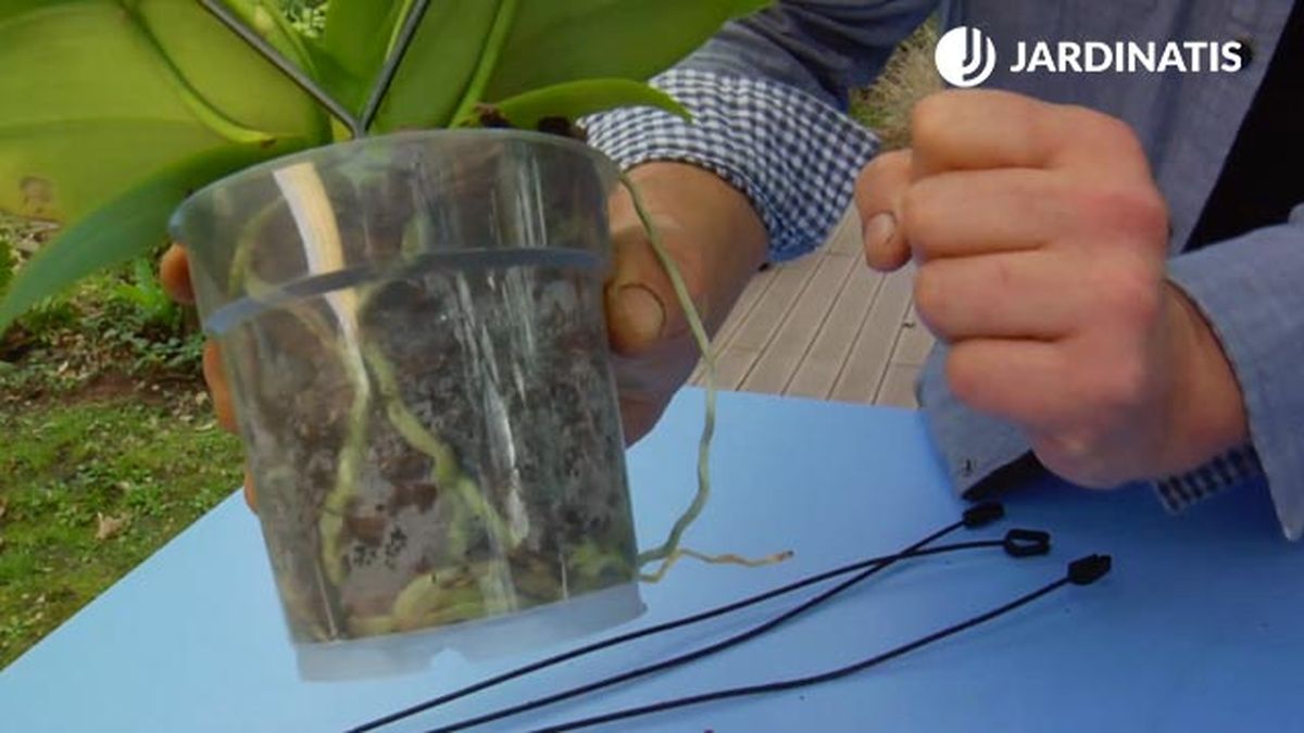 contenedor trasparente orquidea phalaenopsis  brico jardin 864